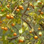 Nux vomica