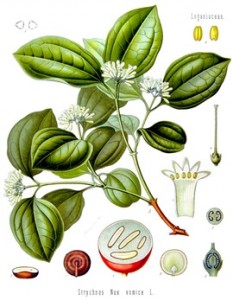 Nux vomica