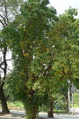 Nux vomica