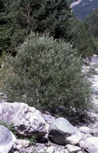 Saule des vanniers ou Osier (salix viminalix)