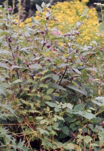 Belladonne