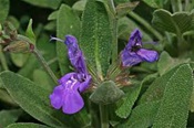 Sauge officinale (fleur et feuille)