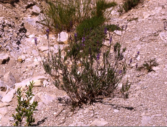 Lavande officinale