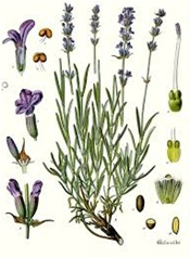 Lavande officinale 