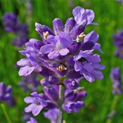 Lavande officinale
