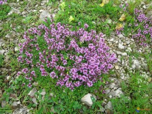 Serpolet