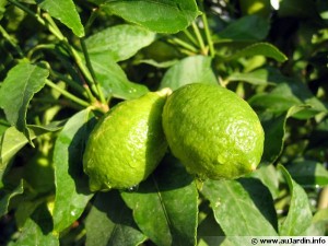 citrus-aurantifolia-fruit-600x450