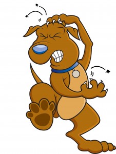 itchy_dog