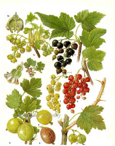 Cassis