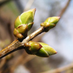 Spring leaf bud (triple)