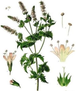 la-menthe-planche-botanique