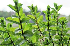 mint-1396017_1280