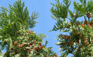 thuja-110954