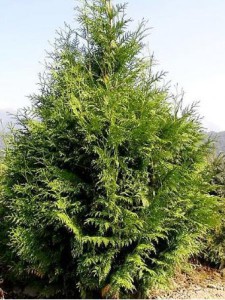 thuya-geant-excelsa-