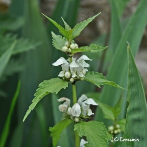 Lamier blanc