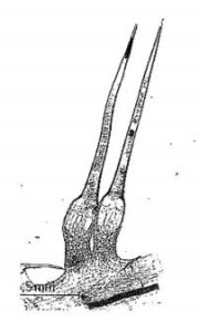 poils urticants